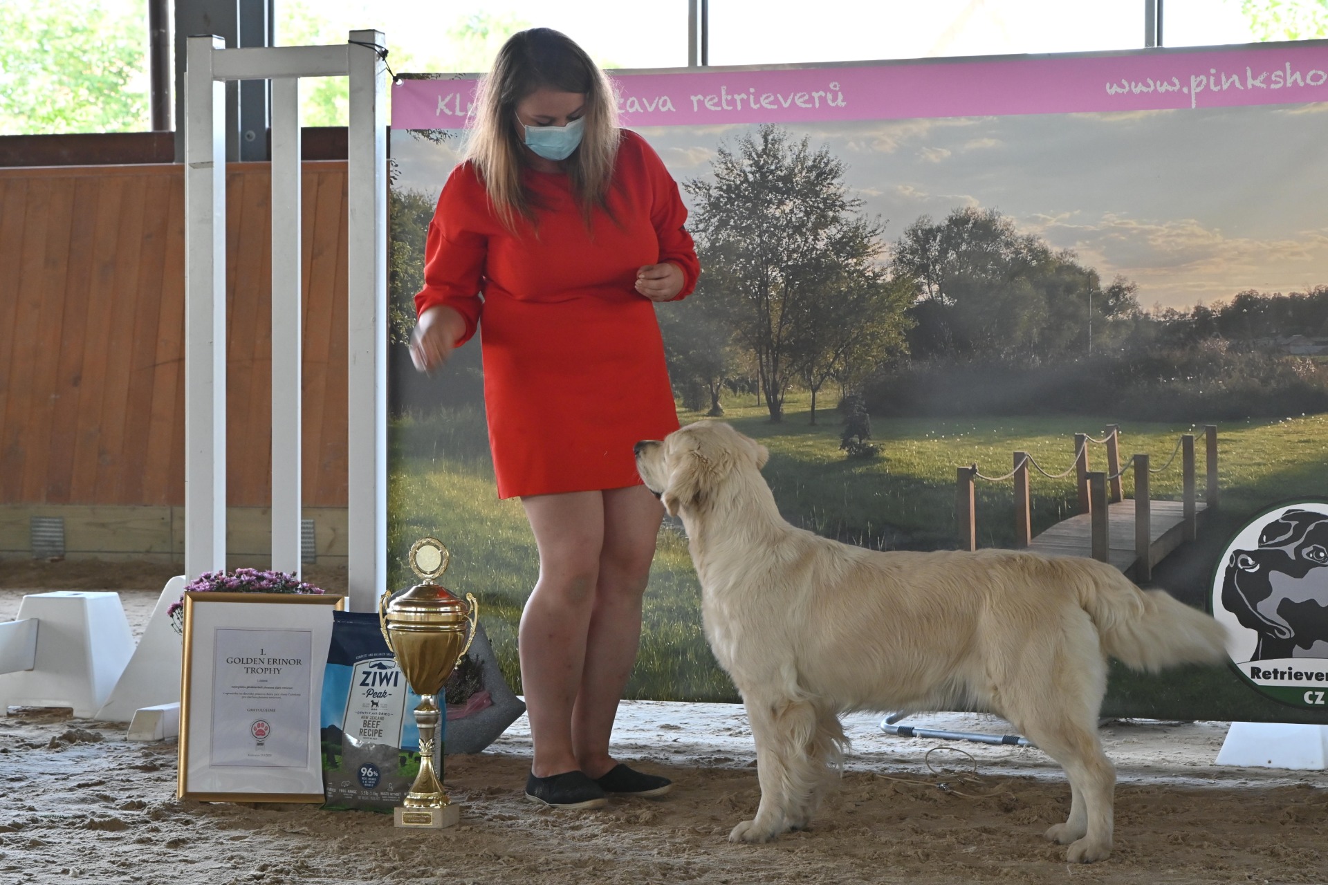 Absolutní vítězkou výstavy - BEST IN SHOW, současně držitelkou Golden Erinor Trophy 2020 se stala fenka zlatého retrívra z třídy čestné - Enjoy The Life Dorado Blanco maj. Lucie Hanykové